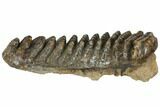 Fossil Stegodon Molar - Indonesia #146531-3